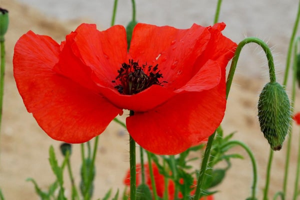 کاشت گل شقایق در گلدان